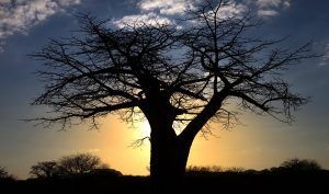 Baobab puesta de sol