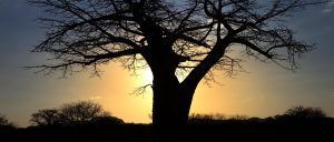 Baobab puesta de sol